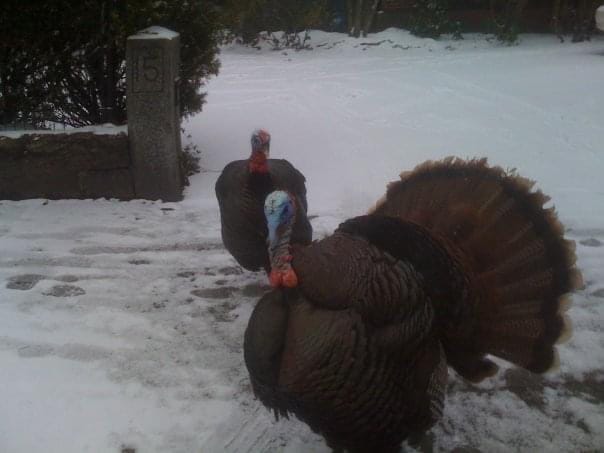 🦃 🇺🇸 On the true origins of Thanksgiving in the USA